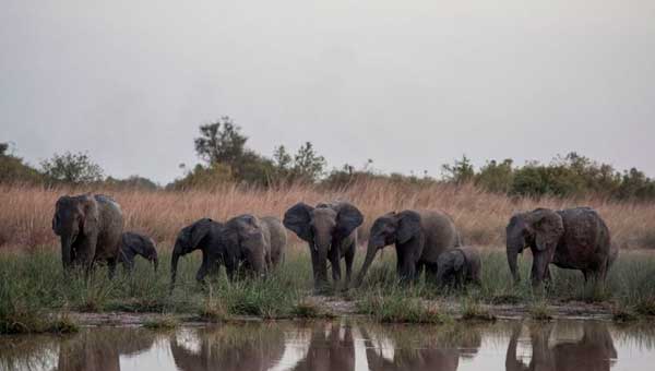 Африканские слоны все еще находятся под угрозой